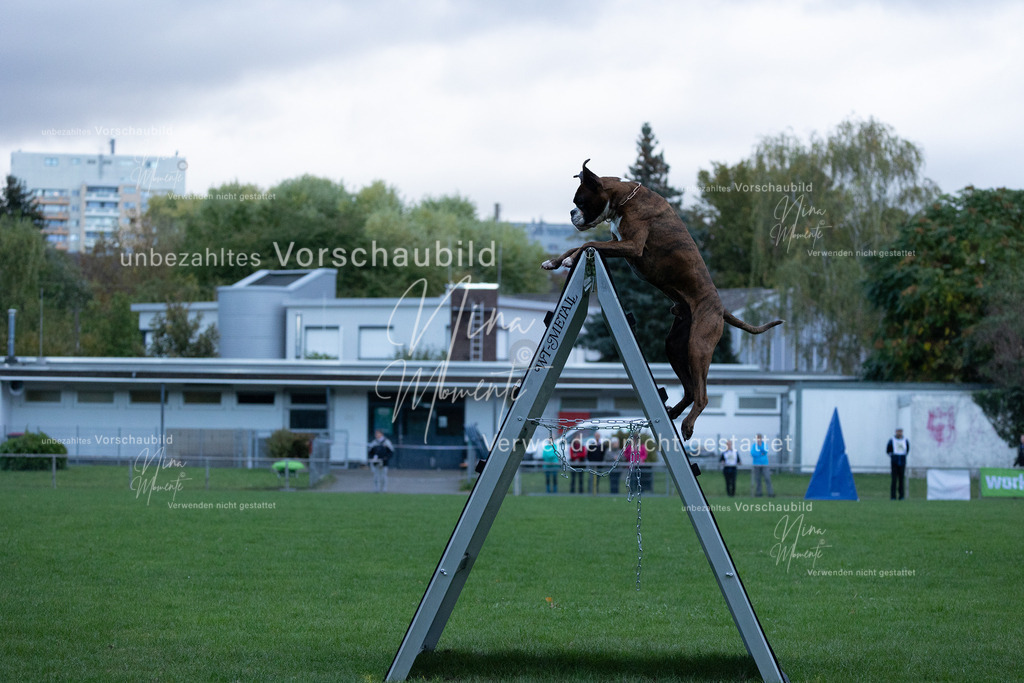 _16A4468 | Einzigartige Fotos von Hunden & Menschen –Actionfotos, Portraits, Vereinsaufnahmen & Paarshootings – authentisch, lebendig & mit Herz.