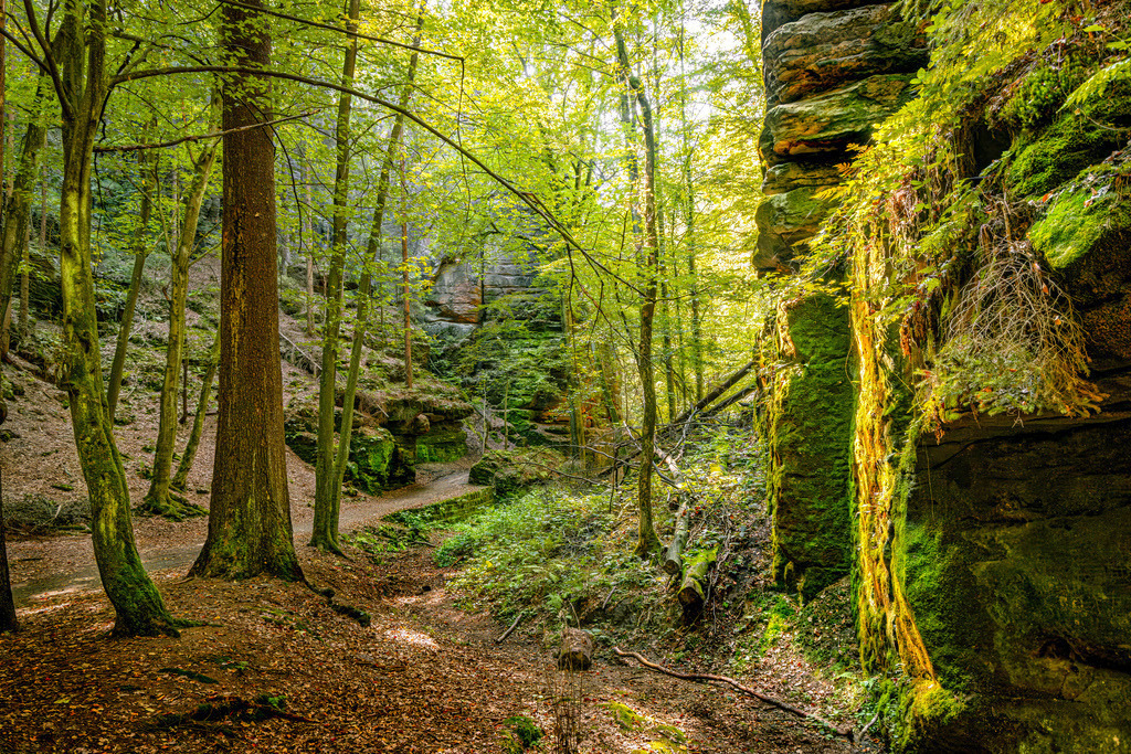 Romantische Schlucht Uttewalder Grund,Sächsischer Schweiz | Dieses Bild zeigt den Uttewalder Grund in der Sächsischen Schweiz, eine romantische Schlucht mit moosbewachsenen Sandsteinfelsen.Die Gegend ist bekannt für ihre engen Wege und kühlen Temperaturen, selbst im Sommer.Es handelt sich um ein beliebtes Wanderziel, das auch für Rollstuhlfahrer zugänglich ist - Realisiert mit Pictrs.com