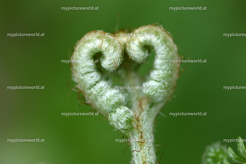 Adlerfarn-001 | Das Bilderarchiv über Tiere, Planzen und Landschaften. In der Bilddatenbank finden Sie ein große Auswahl an hochwertigen Bilder für Ihre Werbung - Realisiert mit Pictrs.com