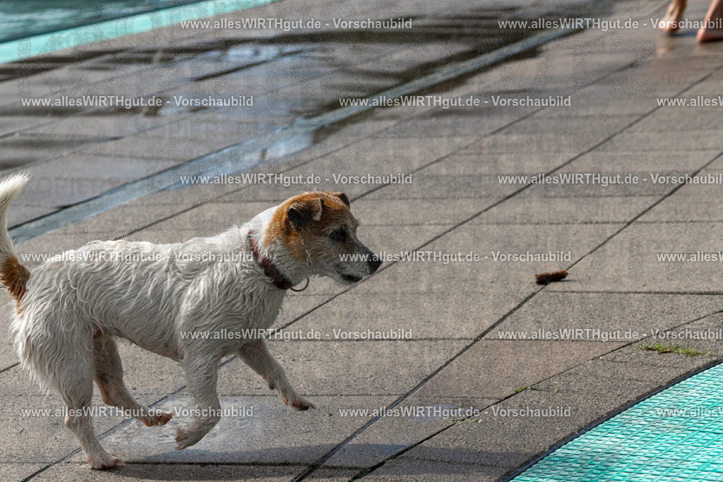 Hundeschwimmen_Volksbad_2026-allesWIRTHgut_Tierfotografie-2609061504-FAY07083 | Professionelle Tierfotografie in Mönchengladbach von Daniel Wirth (allesWIRTHgut). Liebevolle & natürliche Bilder von Hunden & Katzen für unvergessliche Erinnerungen.