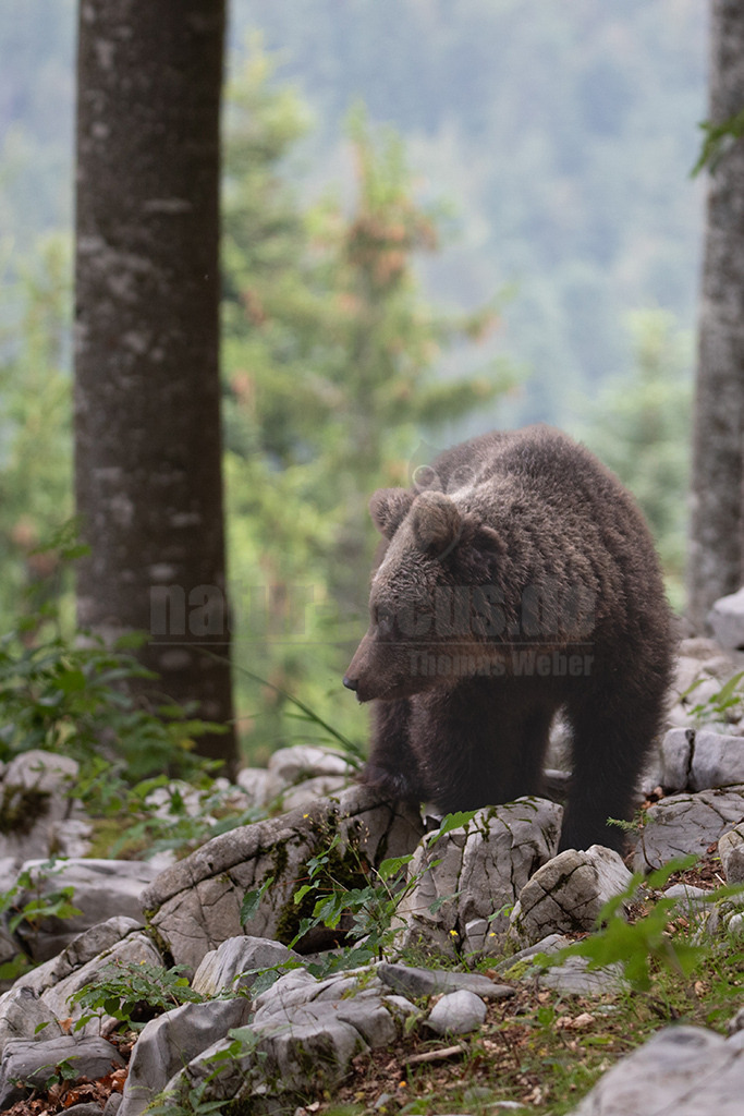 20190813093907-2 | Der Braunbär gehört zu den Säugetieren aus der Familie der Bären. In Eurasien und Nordamerika kommt er in mehreren Unterarten vor, darunter Europäischer Braunbär, Grizzlybär und Kodiakbär. Als eines der größten an Land lebenden Raubtiere der Erde spielt er in zahlreichen Mythen und Sagen eine wichtige Rolle.  - Realisiert mit Pictrs.com