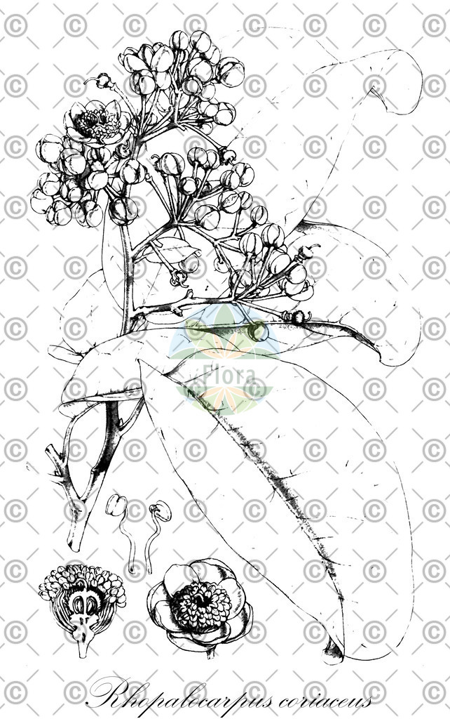 HistAbb_FALSCH_12_ENZY_Simple | Historische Abbildung von Rhopalocarpus coriaceus - Sphaerosepalaceae | Historical Illustration of Rhopalocarpus coriaceus - Sphaerosepalaceae