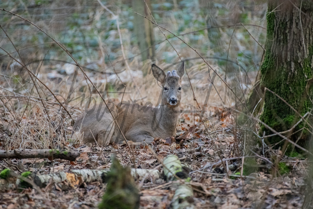 tiere-1-9 | fotografie-derks - Realisiert mit Pictrs.com