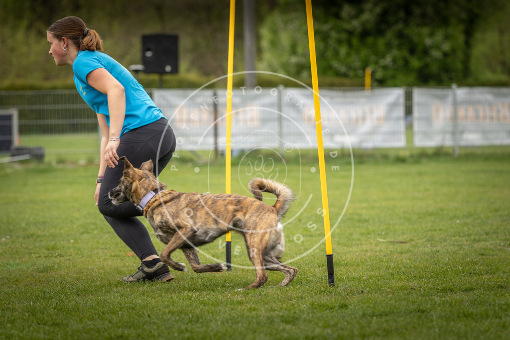 Pfotenfotografie_DV3A1853 | Hundefotografie, Tierfotograf, Pfotenfotografie, Fotoshooting Hund, Hunde Portrait, Hundesport, Hundeportraits, Heideshooting, Hunde, Sportfotograf, Hundefotograf, Turnierhundsport, THS,  - Realisiert mit Pictrs.com