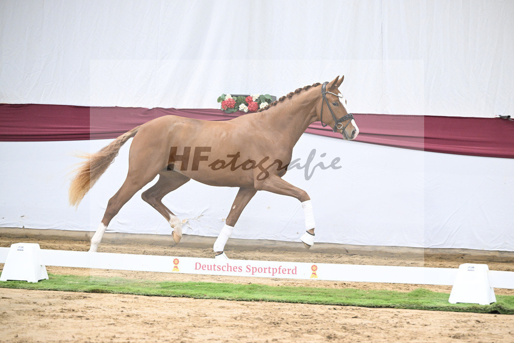 Kat-Nr. 24 Escanto PS x Feinrich_Tobias Sesselmann u Lea Dressel_47250764 | hf-fotografie - Realisiert mit Pictrs.com