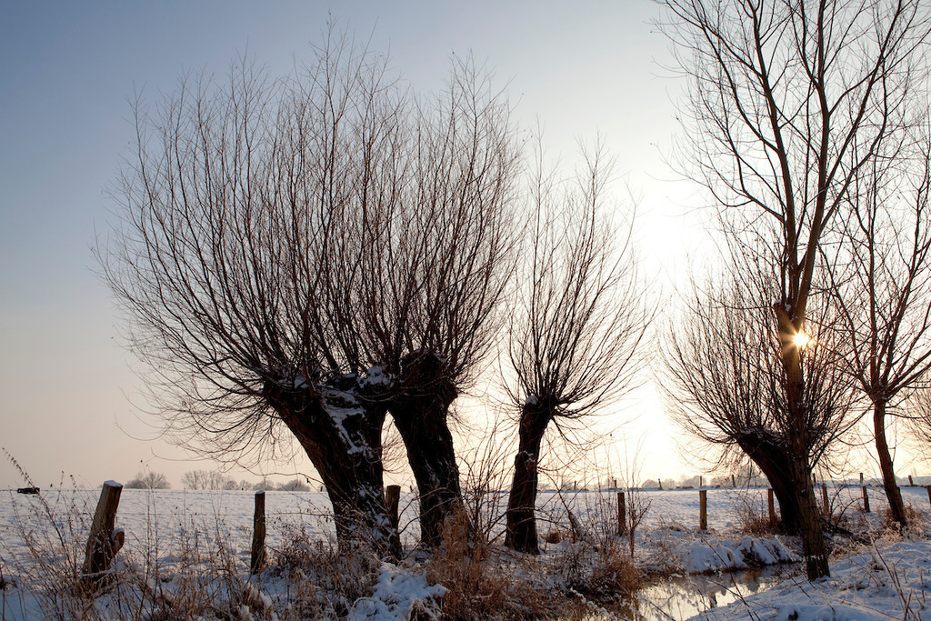 100107-033 | Europa, DEU, Deutschland, Nordrhein Westfalen, NRW, Rheinland, Niederrhein, Hoerstgen, Winter, Schnee, Baeume, Typische Kopfweiden, Gegenlicht, Sonne, Kategorien und Themen, Natur, Umwelt, Landschaft, Jahreszeiten, Stimmungen, Landschaftsfotografie, Landschaften, Landschaftsphoto, Landschaftsphotographie, Naturschutz, Naturschutzgebiete, Landschaftsschutz, Biotop, Biotope, Landschaftsschutzgebiete, Landschaftsschutzgebiet, Oekologie, Oekologisch, Typisch, Landschaftstypisch, Landschaftspflege

[Fuer die Nutzung gelten die jeweils gueltigen Allgemeinen Liefer-und Geschaeftsbedingungen. Nutzung nur gegen Verwendungsmeldung und Nachweis. Download der AGB unter http://www.image-box.com oder werden auf Anfrage zugesendet. Freigabe ist vorher erforderlich. Jede Nutzung des Fotos ist honorarpflichtig gemaess derzeit gueltiger MFM Liste - Kontakt, Uwe Schmid-Fotografie, Duisburg, Tel. (+49).2065.677997, 
archiv@image-box.com, www.image-box.com] - Realisiert mit Pictrs.com