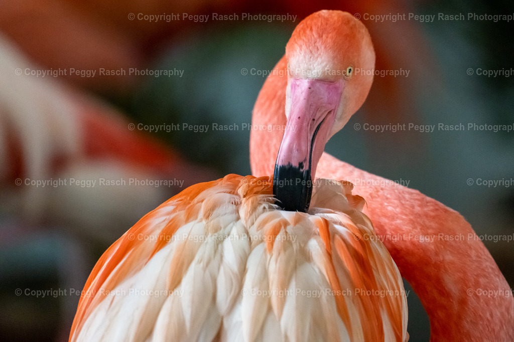 Flamingo | Vogelpark Niendorf - Realisiert mit Pictrs.com
