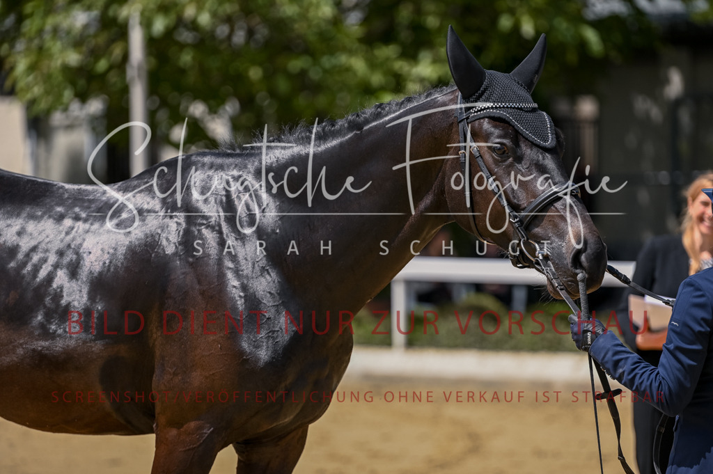 Schugtsche-Aluta25-48.Reitpferfdeprf.-247 | Schugtsche Fotografie - Realisiert mit Pictrs.com