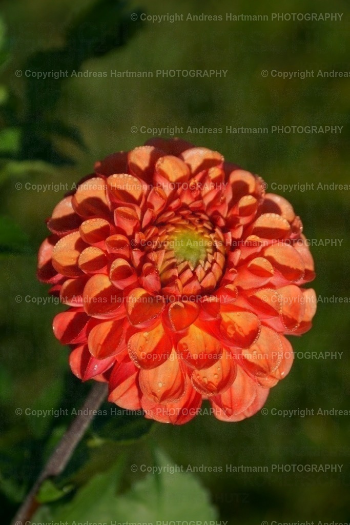 Dahlie Magic Huamantla | Dahlie Magic Huamantla - Realisiert mit Pictrs.com