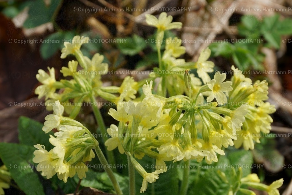 Schlüsselblume | Schlüsselblume - Realisiert mit Pictrs.com