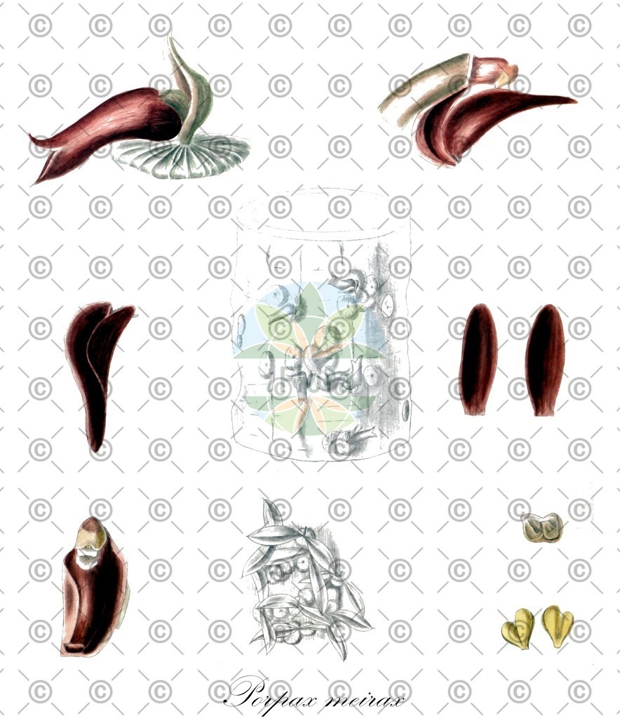 HistAbb_63PYM_1_ENZY_Simple | Historische Abbildung von Porpax meirax - Orchidaceae | Historical Illustration of Porpax meirax - Orchidaceae