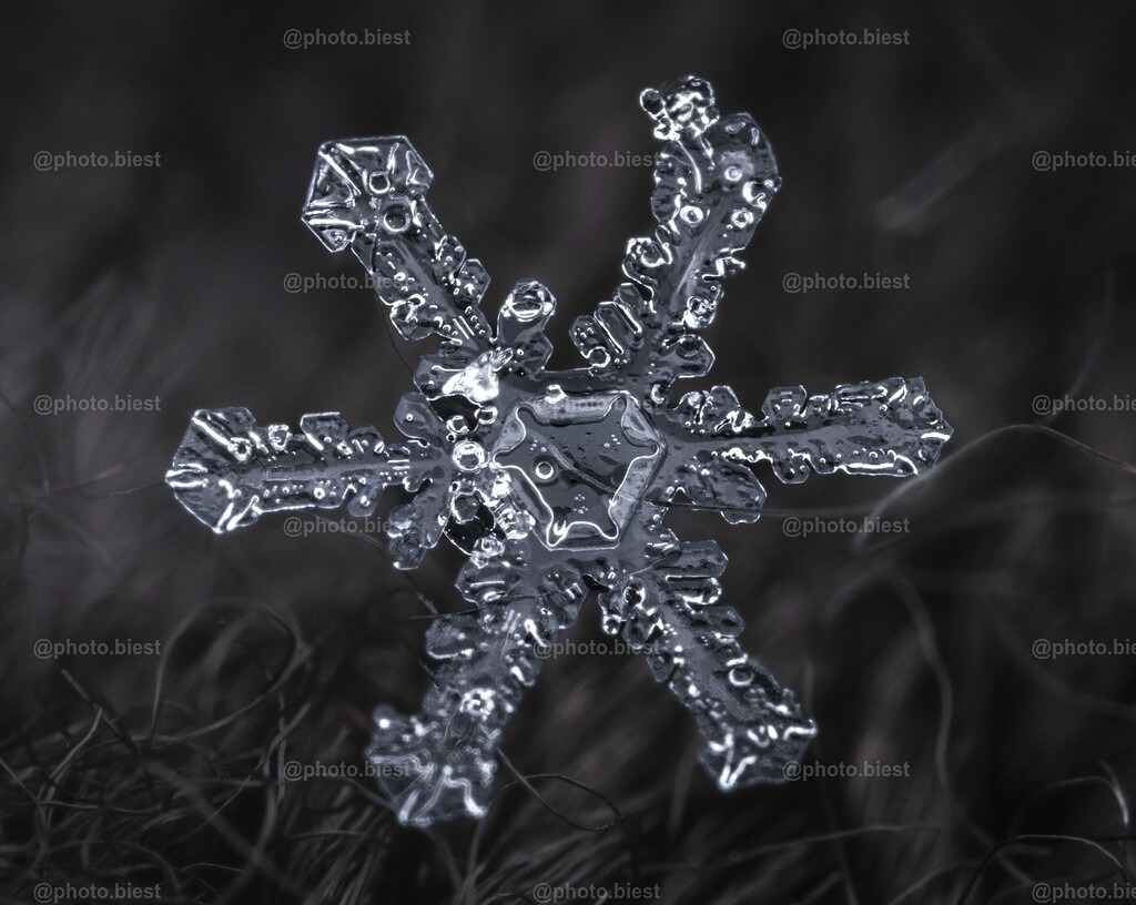 Schneeflocke #2 | Eine (von vielen) filigranen Schneeflocken in meinem ersten Makro-Schneeflocken-Winter. - Realisiert mit Pictrs.com