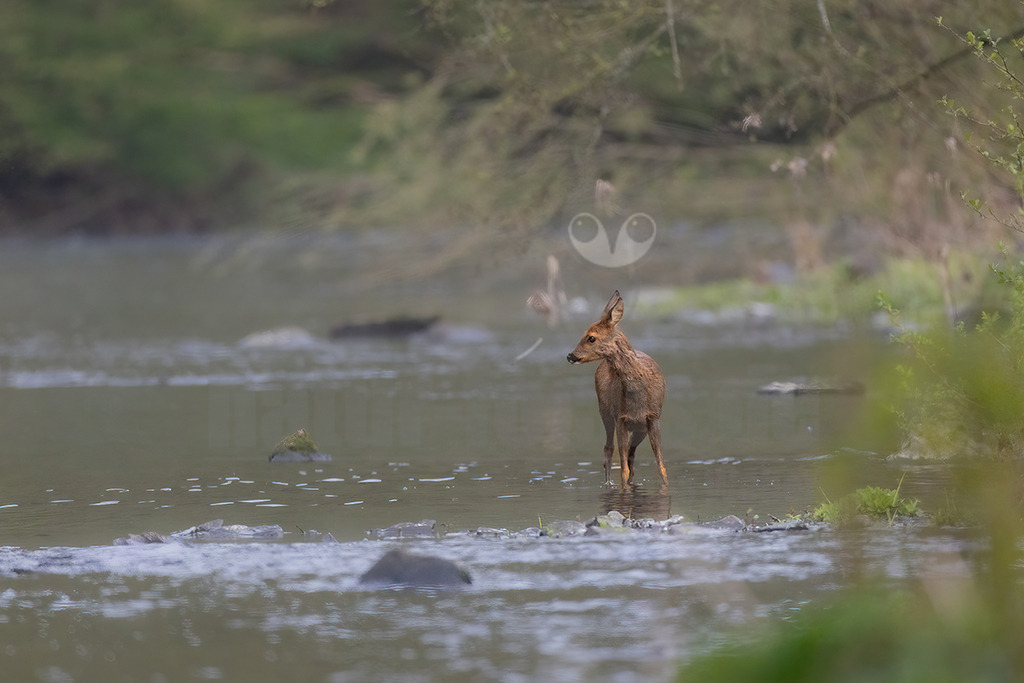 R5M29448_20260426 | Ein weibliches Reh (Capreolus capreolus) steht in einem seichten Fluss und durchquert diesen. Das Wasser umspült seine Beine, während es wachsam zur Seite blickt. Das Ufer im Hintergrund ist unscharf. - Realisiert mit Pictrs.com