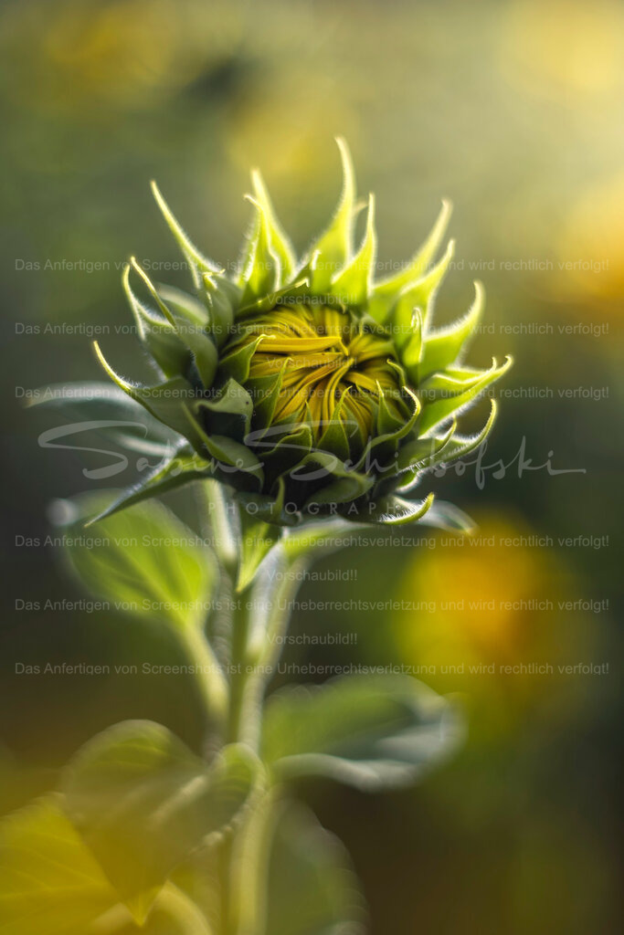 Morning Sun | Exklusive Naturfotografie für stilvolle Wanddekoration ★ Premium Wandbilder Made in Germany ✔️ FineArt Drucke & Downloads ✔️ Brillante Farben, höchste Qualität & weltweiter Versand ✔️ - Realisiert mit Pictrs.com