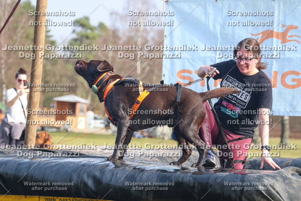Dog Paparazzi - Strongdog North Mrz26-2265 | Dog Paparazzi Jeanette Grottendiek Fotografie & Videografie - Realisiert mit Pictrs.com