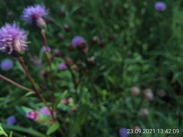 Färberscharte | Verkauf von Fotos und  Videoclips zumThema Natur.Motive sind Pflanzen, Tiere, Landschaftenund Wetter - Realisiert mit Pictrs.com