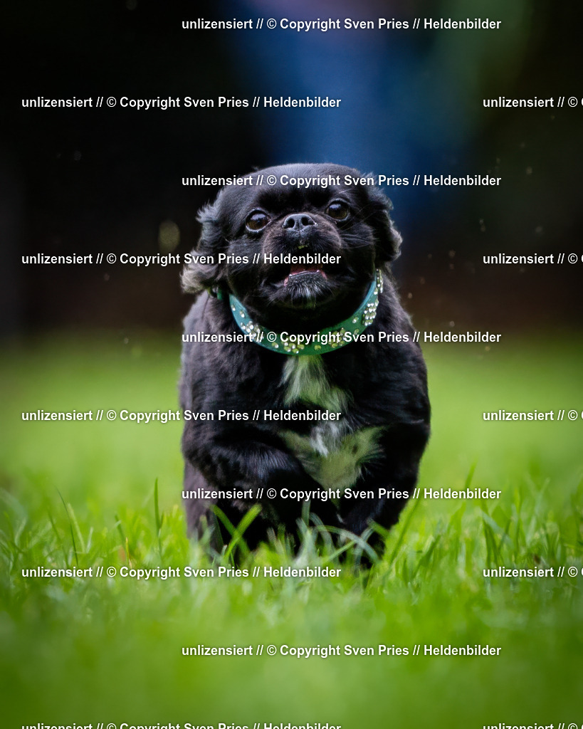 Sven Pries | 2024-10-19 - Hunderennen Ober-Grombach - Realisiert mit Pictrs.com