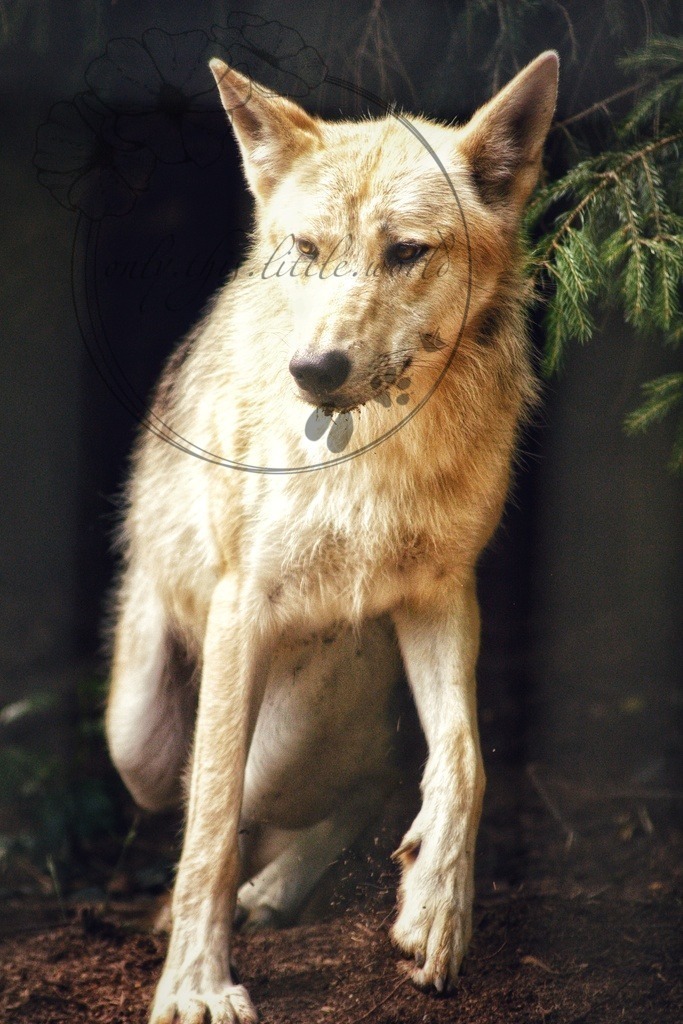 Wolf  | Die genaue Art des Wolfes ist mir leider unbekannten und konnte ich noch nicht gewissenhaft zuordnen.  - Realisiert mit Pictrs.com