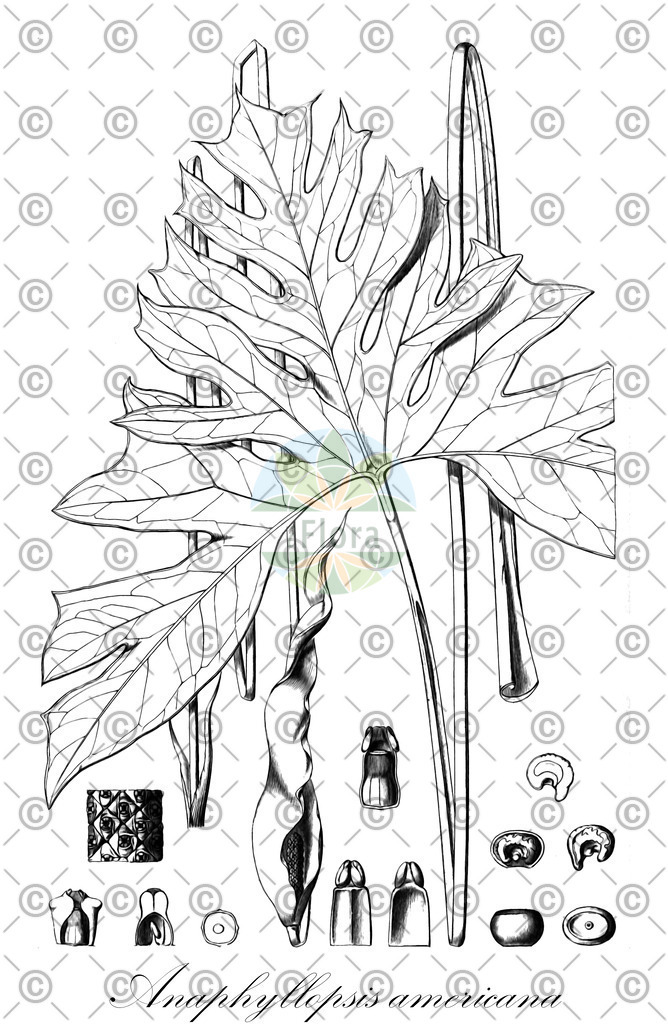 HistAbb_wfo-0000969580_1_ENZY_Simple | Historische Abbildung von Anaphyllopsis americana - Araceae | Historical Illustration of Anaphyllopsis americana - Araceae