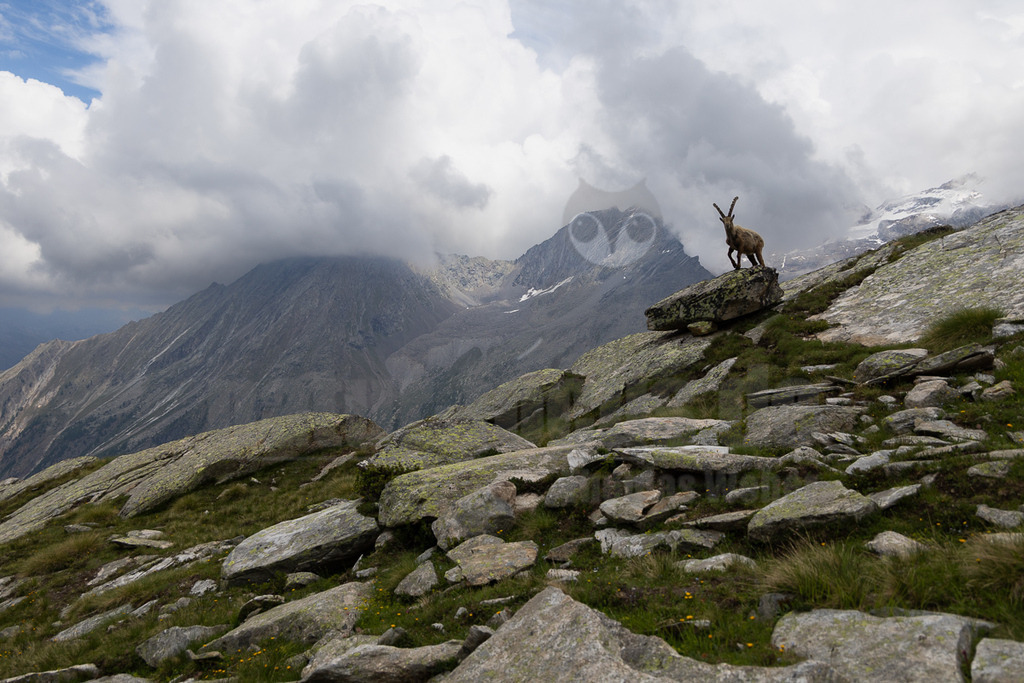 _5NF2435_20250713 | Ein majestätischer Alpensteinbock (Capra ibex) steht auf einem großen Felsen in einer weiten, felsigen und grasbewachsenen Berglandschaft. Im Hintergrund erheben sich weitere schroffe Berggipfel, teilweise von dichten Wolken verhüllt, mit einigen Schneeresten. Der Steinbock blickt aufmerksam nach links in die Ferne. Die Szene vermittelt ein Gefühl von Wildnis und unberührter Natur in den Hochalpen. Der Steinbock interagiert mit seiner Umgebung, indem er auf dem Felsen steht und die Landschaft beobachtet. Es sind keine direkten Interaktionen mit anderen Tieren oder Menschen zu sehen. - Realisiert mit Pictrs.com