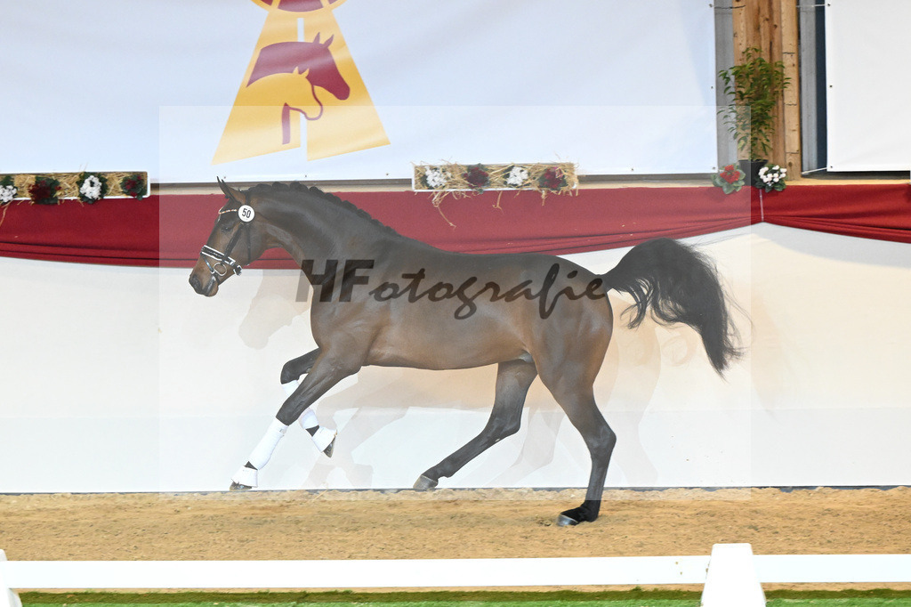 Kat-Nr. 50 Falihandro_Wilbers_1230203 | hf-fotografie - Realisiert mit Pictrs.com