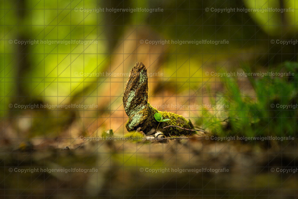 Häschen | Kaufen sie online außergewöhnliche Fotografien auf Leinwand Acrylglas Fotoprint Aludibond von holgerweigeltfotografie - Realisiert mit Pictrs.com