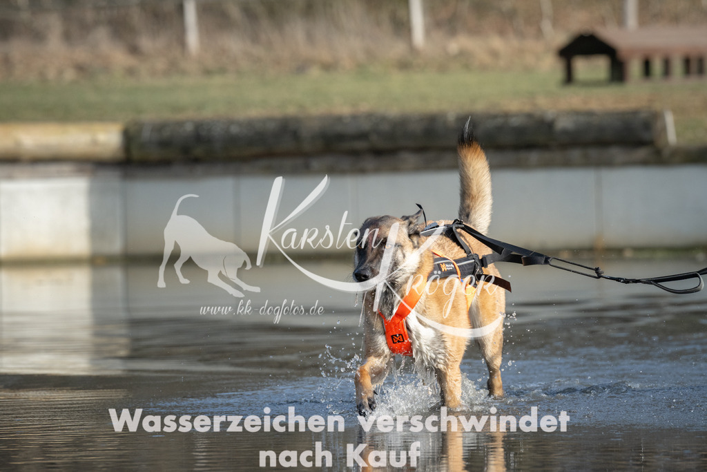 1523_ZZ91626 | kk-dogfotos