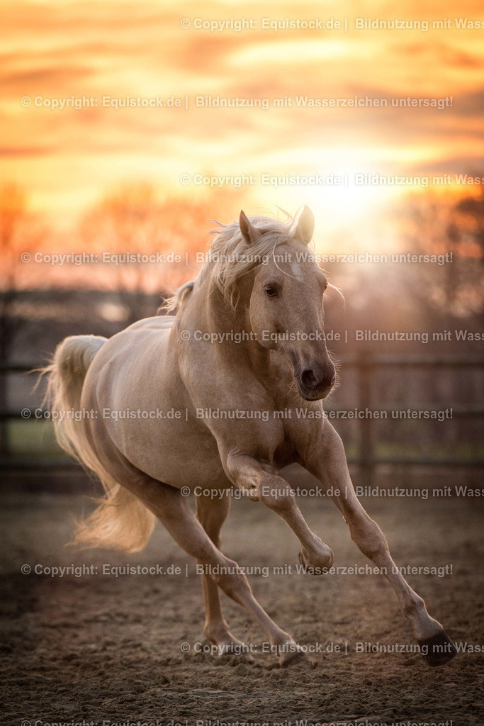 TS_20161221_Pferd_Sonnenuntergang_0004 | equistock