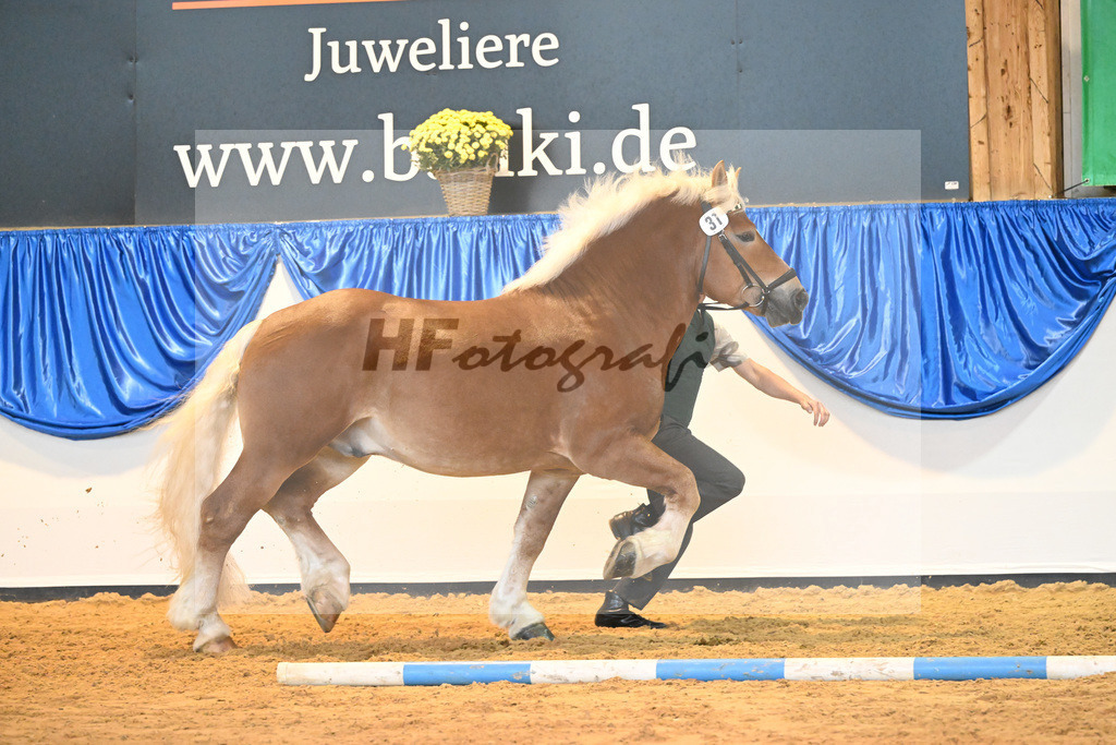 Kat-Nr. 31 Hans im Glueck_Saechsische Gestuetsverwaltung Landgestuet Moritzburg_53221172 | hf-fotografie - Realizzato con Pictrs.com