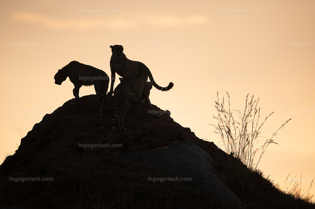 Die Gepardenkoalition beim Sonnenuntergang | Die fünf Gepardenbrüder oder auch Gepardenkoalition genannt fotogen auf einem Hügel bei Sonnenuntergang
