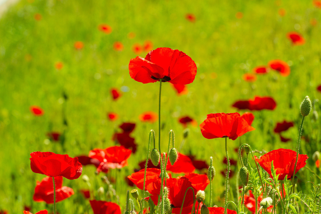 2022_06_03_MOHN_DSC3191 | Hochwertig gedruckte Fotografien für die Wand, als Kalender und zum Verschenken. Hamburg & Norddeutschland und überall wo ich mit der Kamera unterwegs war.