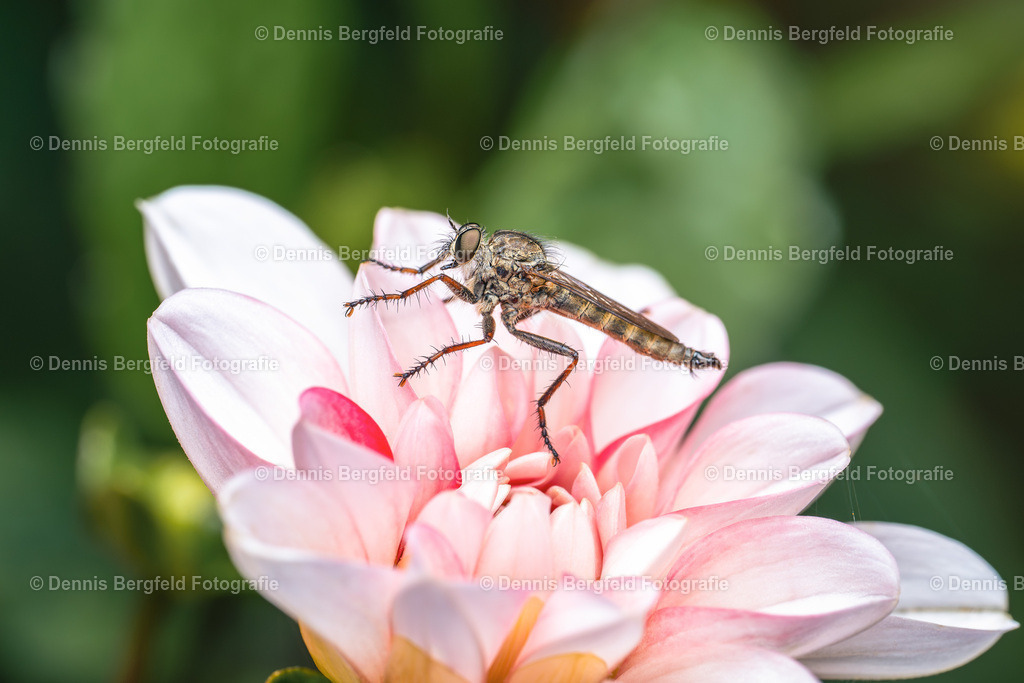 Blume mit Insekt 1 | Entdecken Sie Natur, Makro und Tierfotografie von Dennis Bergfeld.Besondere Momente und Details der Natur, hochwertig als Foto und Wandbild erhältlich. - Realisiert mit Pictrs.com