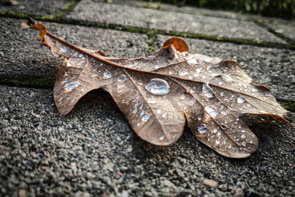 Herbst Blatt mit Regentropfen | Auswahl von hochwertigen Fotos für Web, Social Media und Print. Hier können Sie auch Ihre eigenen Fotos hochladen und günstig auf die vielfältigsten Trägermaterialien drucken lassen. - Realisiert mit Pictrs.com