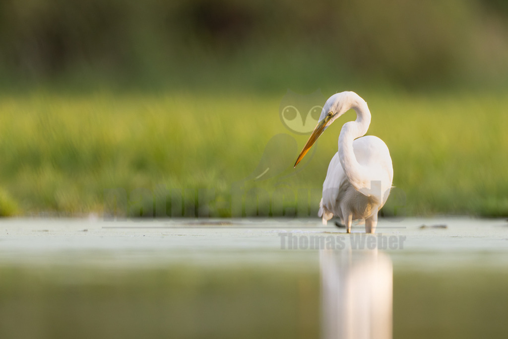 _5M23927_20250905 | Ein eleganter Silberreiher (Ardea alba) steht im flachen, grünlich schimmernden Wasser und sucht nach Nahrung. Sein langer, gelber Schnabel ist leicht nach unten gerichtet, während er aufmerksam das Wasser beobachtet. Der Hintergrund ist unscharf und zeigt üppiges grünes Schilf oder Gras, was auf ein Feuchtgebiet hindeutet. Die weiße Federpracht des Vogels spiegelt sich leicht im ruhigen Wasser. - Realisiert mit Pictrs.com