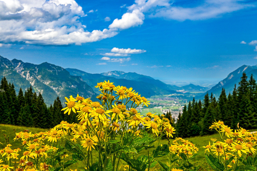Sommerglück im Werdenfelser Land | Kräftig gelbe Bergblumen leuchten im Vordergrund auf einer saftig grünen Almwiese und strahlen mit der Sommersonne um die Wette. Der Blick wandert über ein sattes Tal bei Garmisch-Partenkirchen, umrahmt von majestätischen Gipfeln der Alpen und tiefgrünen Nadelwäldern. Weiße Quellwolken ziehen über den strahlend blauen Himmel und verleihen der gebirgigen Kulisse Weite. Ein Bild voller Frische, Freiheit und alpiner Sommeridylle, das Lust auf eine Auszeit in den Bergen macht. - Realisiert mit Pictrs.com