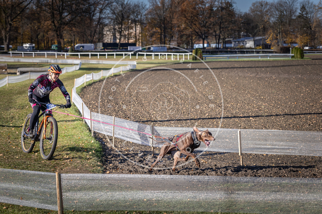 CaniXpix_DV3A4145 | Hundefotografie, Tierfotograf, Pfotenfotografie, Fotoshooting Hund, Hunde Portrait, Hundesport, Hundeportraits, Heideshooting, Hunde, Sportfotograf, Hundefotograf, Turnierhundsport, THS,  - Realisiert mit Pictrs.com