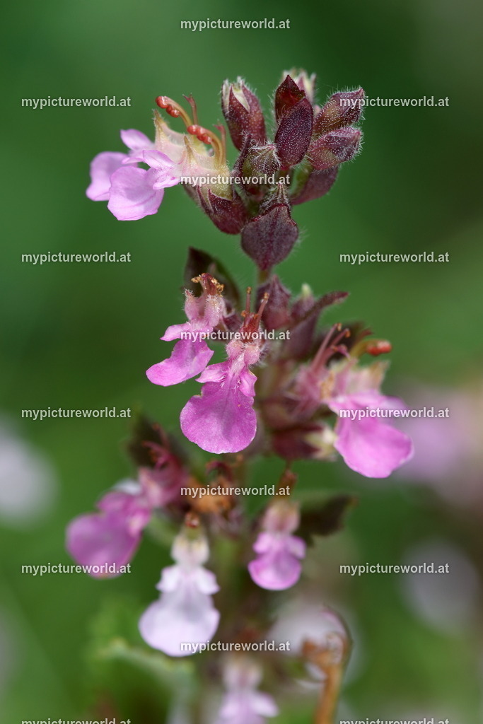 Edel-Gamander-004 | Das Bilderarchiv über Tiere, Planzen und Landschaften. In der Bilddatenbank finden Sie ein große Auswahl an hochwertigen Bilder für Ihre Werbung - Realized with Pictrs.com