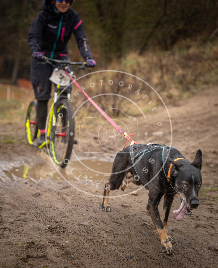 DV3A9494 | Hundefotografie, Tierfotograf, Pfotenfotografie, Fotoshooting Hund, Hunde Portrait, Hundesport, Hundeportraits, Heideshooting, Hunde, Sportfotograf, Hundefotograf, Turnierhundsport, THS,  - Realisiert mit Pictrs.com