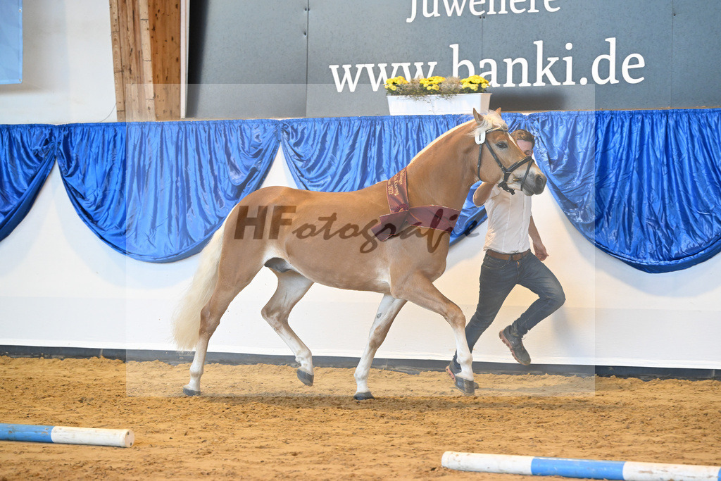 Kat-Nr. 7 Nachtprinz v. Nachtstolz_Schwarz_60221630 | hf-fotografie - Realisiert mit Pictrs.com