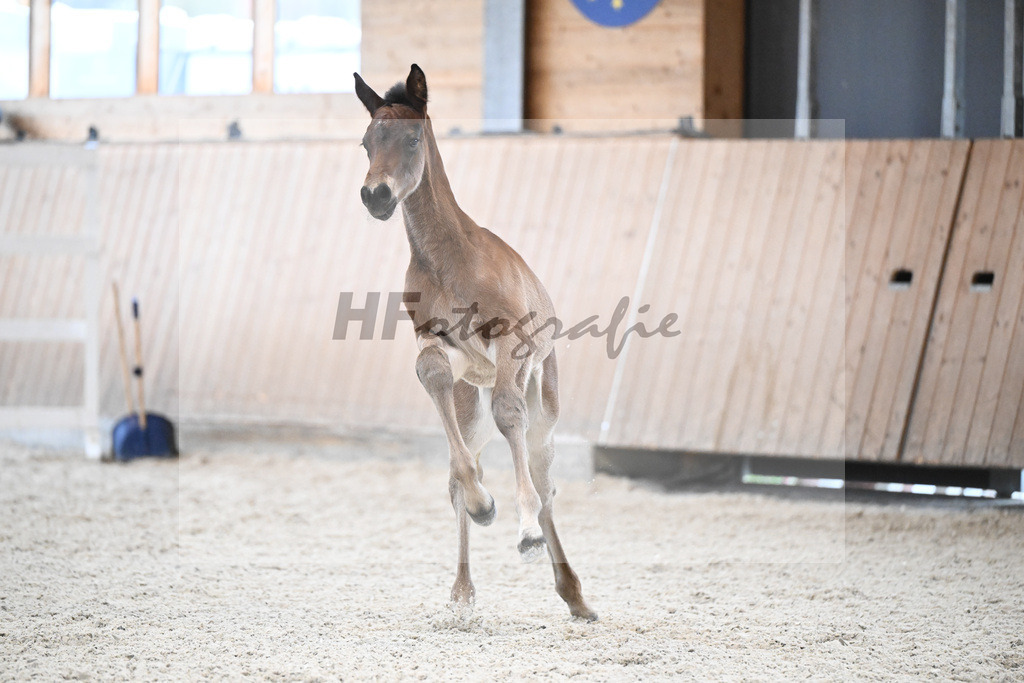 Fohlen v. Adzaro de L Abbaye B_Berger_7240564 | hf-fotografie - Realisiert mit Pictrs.com