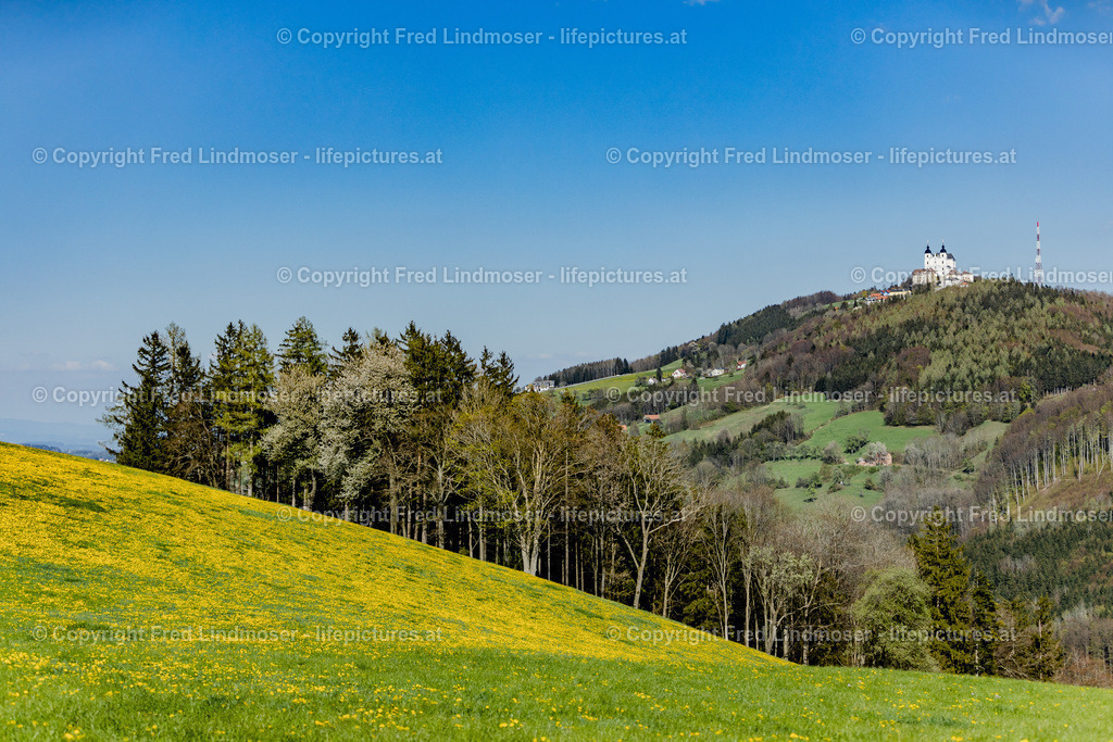 Mostviertel Birnenbluete-7005 | Fotos und Fotoprodukte - Realisiert mit Pictrs.com