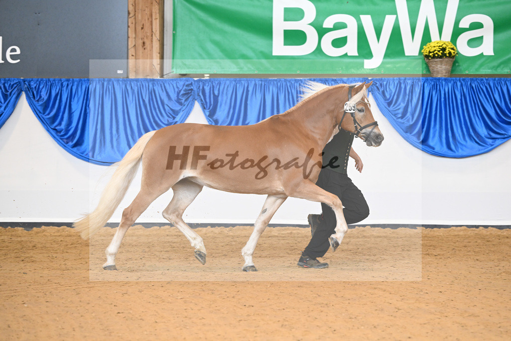 Kat-Nr. 259 Odette K_Kappelsberger_54223155 | hf-fotografie - Realizzato con Pictrs.com