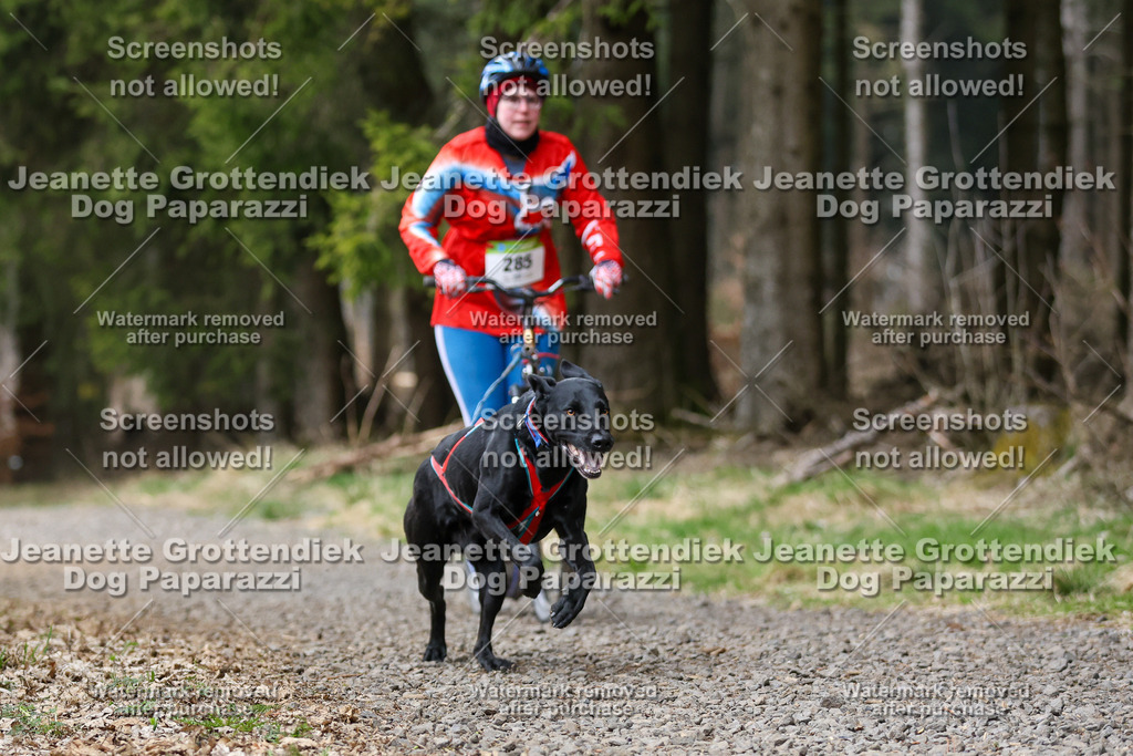 Dog Paparazzi - VCC26-532 | Dog Paparazzi Jeanette Grottendiek Fotografie & Videografie - Realisiert mit Pictrs.com