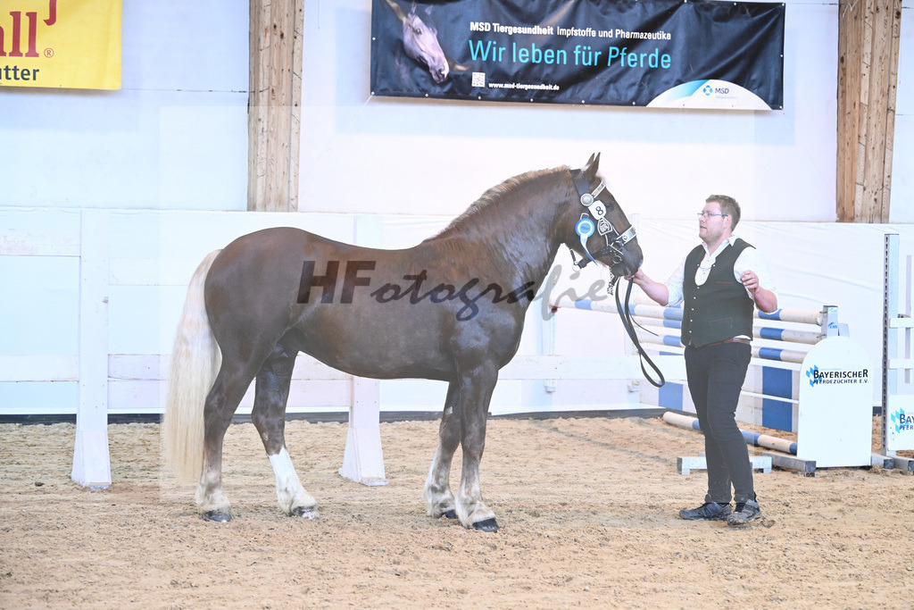 Kat-Nr. 8 v. Valegro_Glonecker_6240189 | hf-fotografie - Realisiert mit Pictrs.com