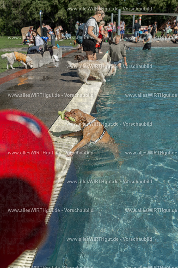 Hundeschwimmen_Volksbad_2026-allesWIRTHgut_Tierfotografie-2609061256-120610-7R500326 | Professionelle Tierfotografie in Mönchengladbach von Daniel Wirth (allesWIRTHgut). Liebevolle & natürliche Bilder von Hunden & Katzen für unvergessliche Erinnerungen.