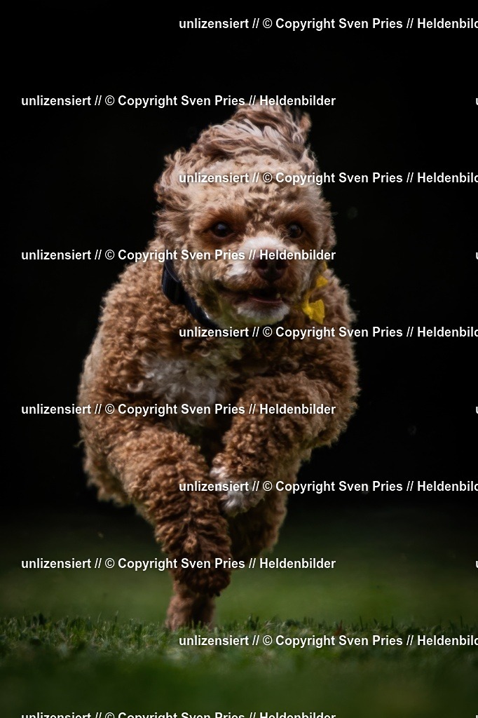 Sven Pries | 19. Allgemeines Hunderennen Karlsruhe Durlach - Realisiert mit Pictrs.com