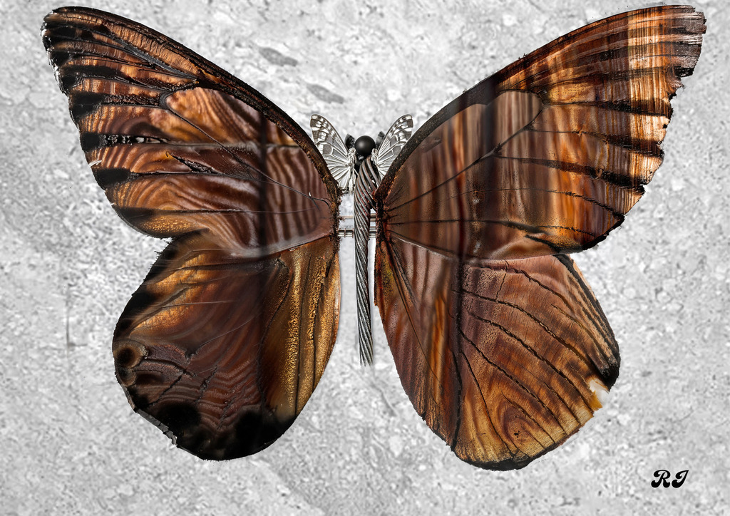 schmetterling | Raphael Illmayer – Einzigartige Kunst & Unikate - Realisiert mit Pictrs.com