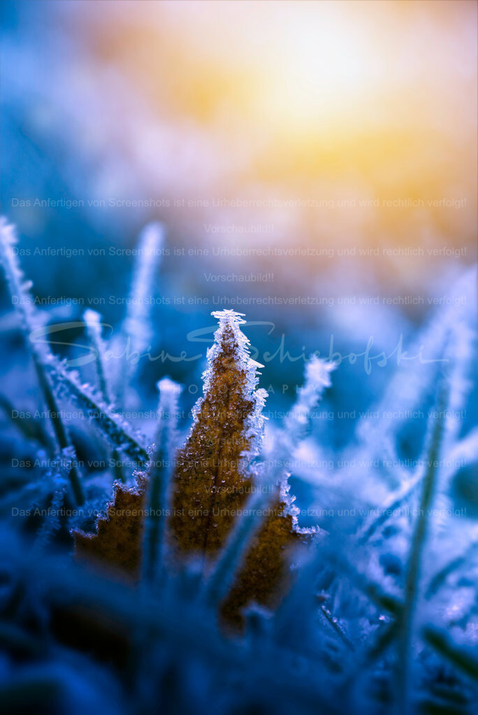 Blatt im Eis | People- und Tierfotografie, Imageaufnahmen, Veranstaltungsfotografie und Wandbilder aus der Natur ★ Made in Germany ✔️ Druck + Downloads ✔️ Naturfotografie in Top Qualität ★ schneller Versand, weltweite Lieferung! - Realisiert mit Pictrs.com
