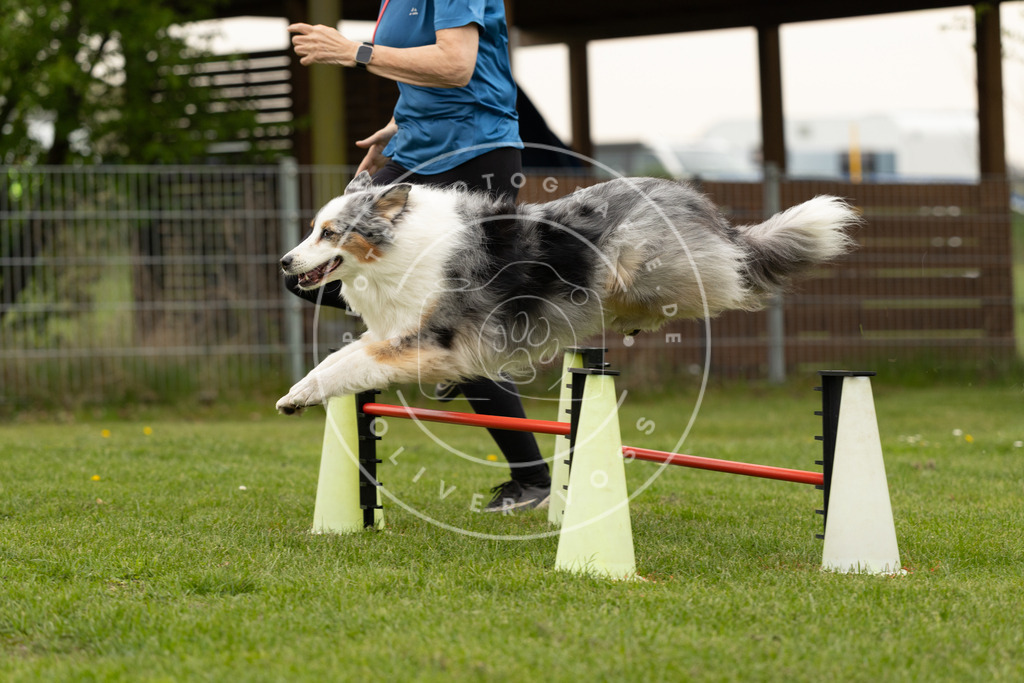 Pfotenfotografie_DV3A9303 | Hundefotografie, Tierfotograf, Pfotenfotografie, Fotoshooting Hund, Hunde Portrait, Hundesport, Hundeportraits, Heideshooting, Hunde, Sportfotograf, Hundefotograf, Turnierhundsport, THS,  - Realisiert mit Pictrs.com