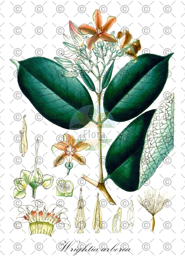 HistAbb_wfo-0001423415_1_ENZY_Simple | Historische Abbildung von Wrightia arborea - Apocynaceae | Historical Illustration of Wrightia arborea - Apocynaceae